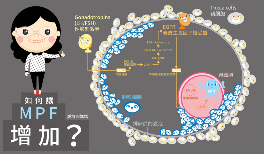 如何增加MPF? - IHMED 愛群醫療